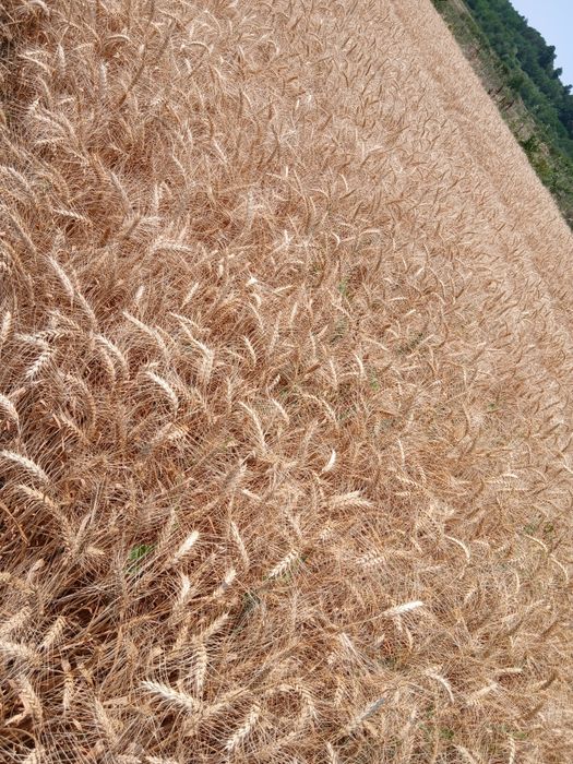 Vând grâu  prod 2025