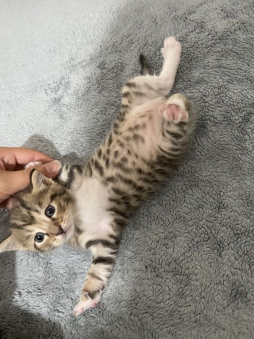 Маленькие пародистые котята