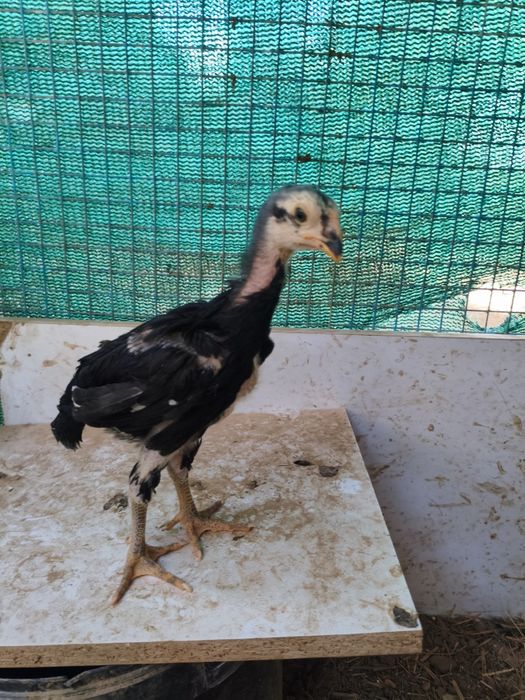 Dakan jojala sotiladi