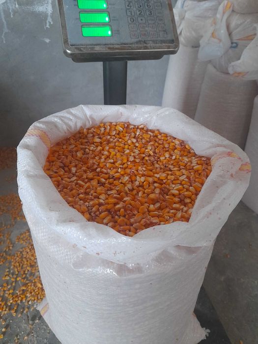 Porumb, grau, orz, cereale