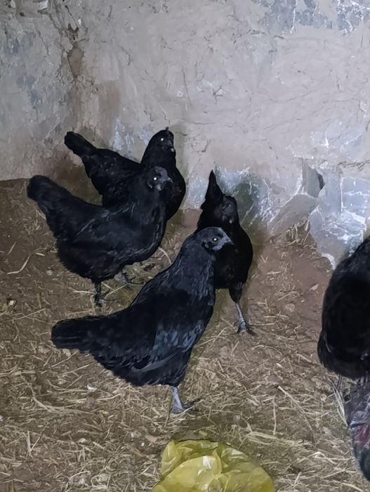 Uxayil tovuq koʻk tuxumlariga zakas olamiz