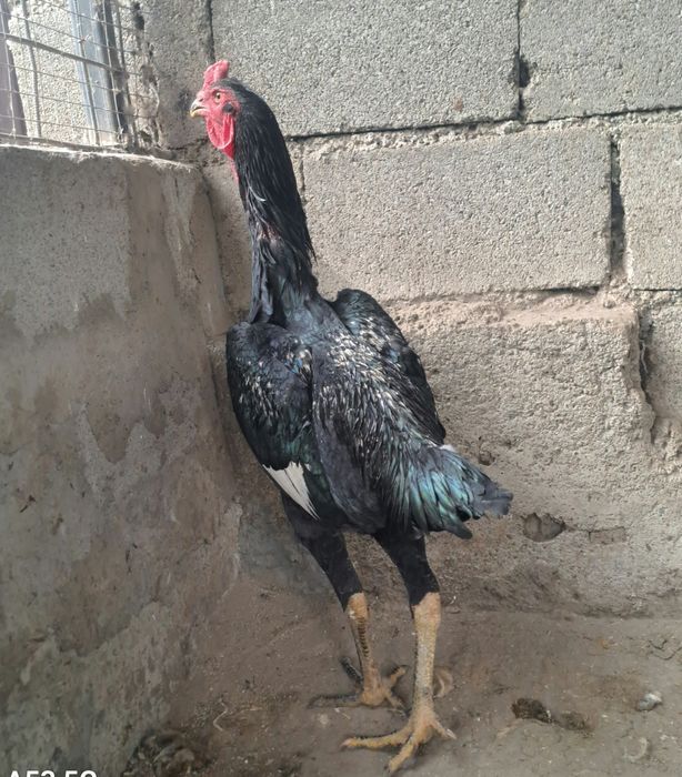 Продам Дакана. Корец