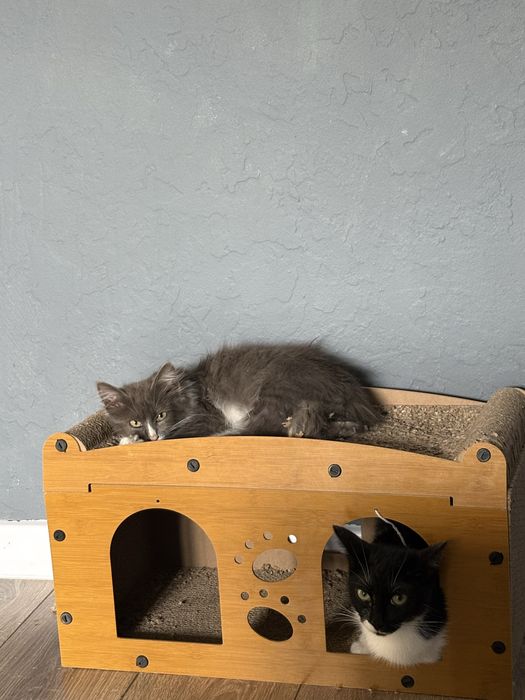 Котенок , мальчик