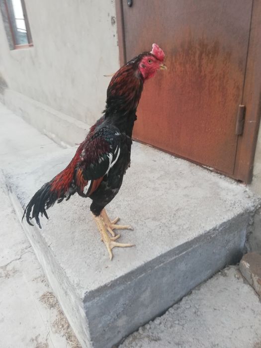 Бойцовый петух Корея микс