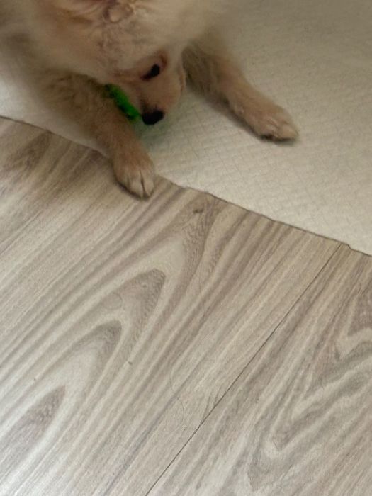 Померан-шпиц цена по договаряне