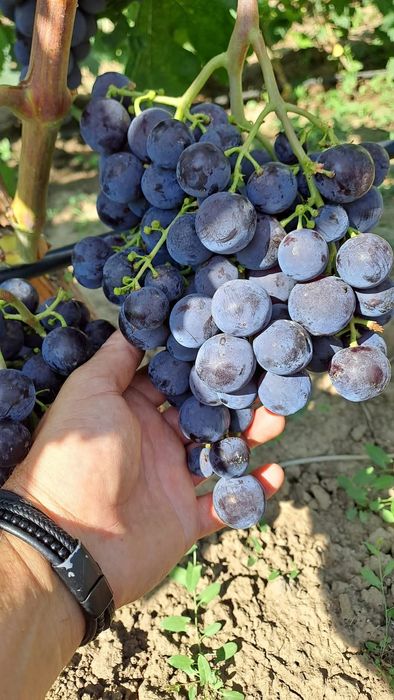 Vita de vie anul 3 soiuri de masa