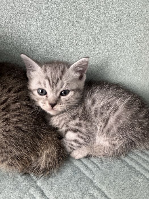 Котята породистые