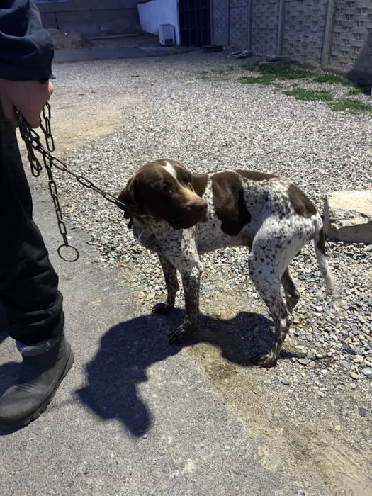 Охотничий собака