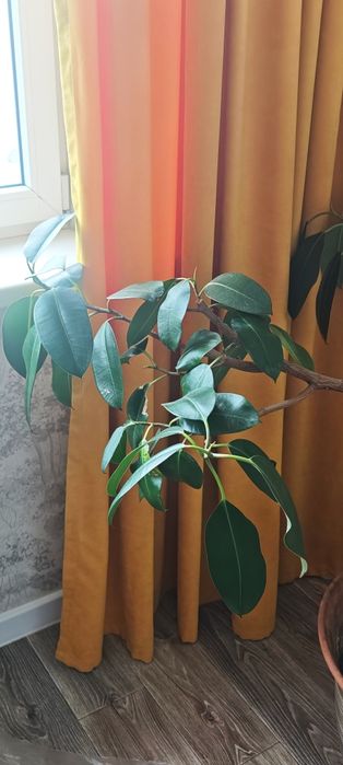 Фикус дерево продам