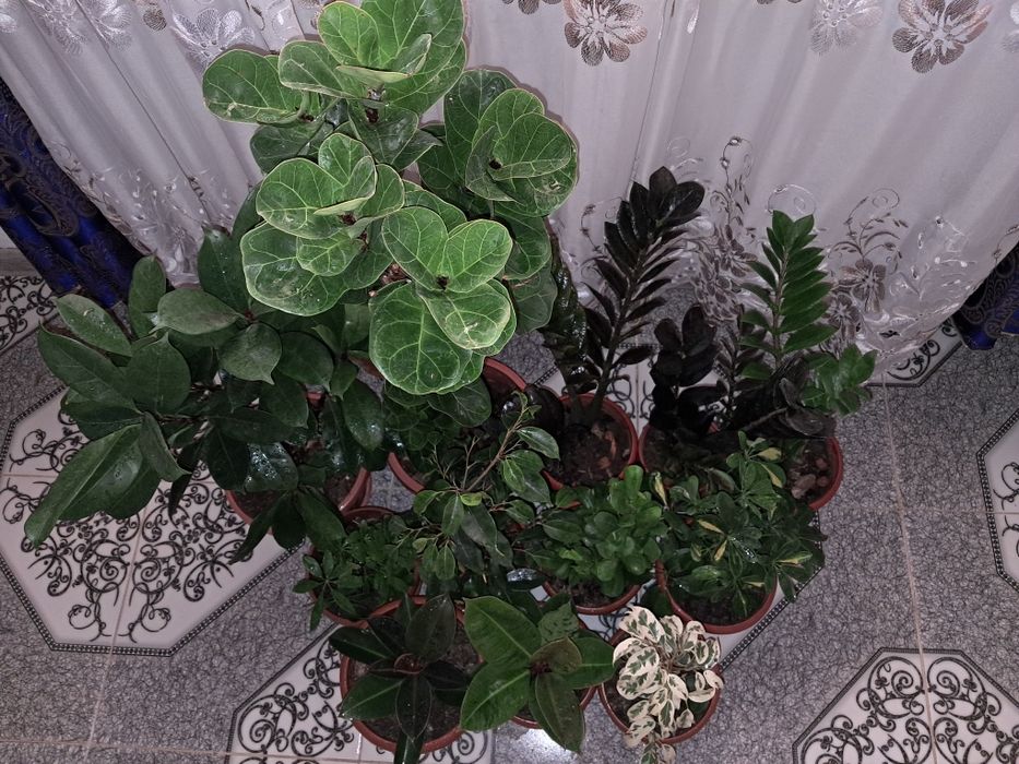 Цветы продаю Мырзакент