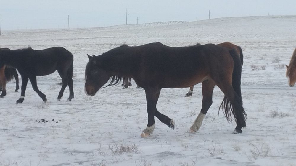 Продам жеребца...