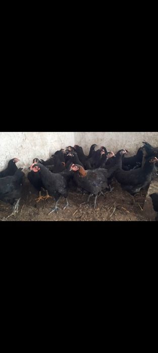 Австролорп әтештер сатылады