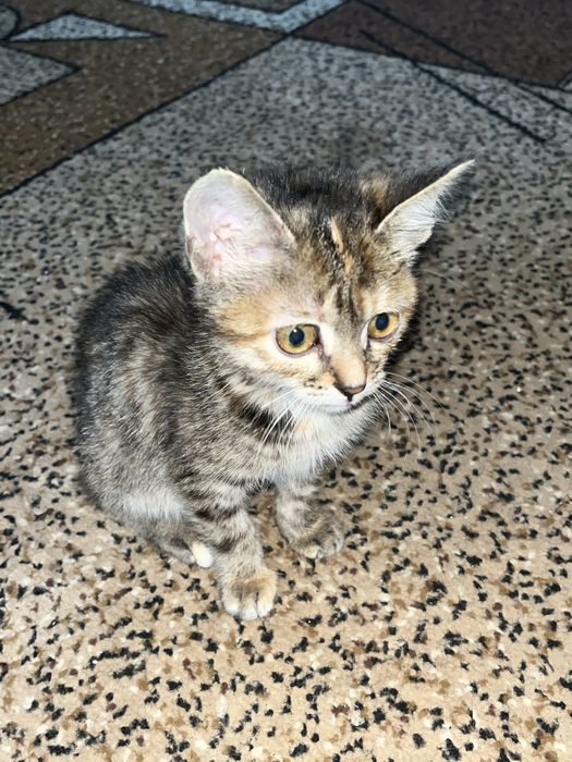Милый котенок в доьрые руки