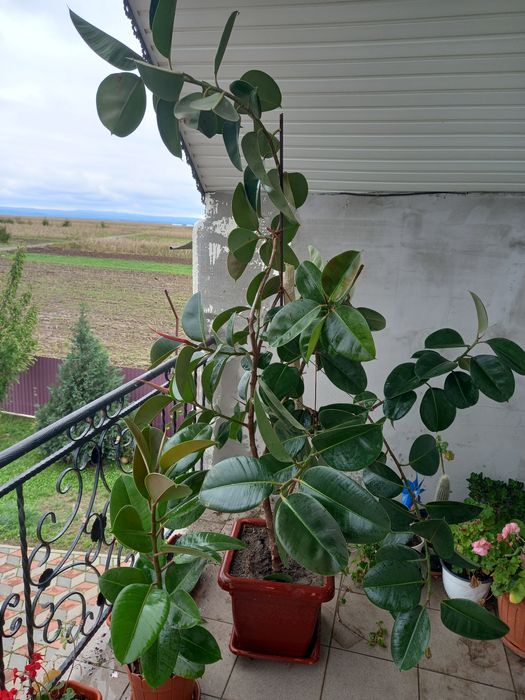 Plantă de ficus.sănătoasă și viguroasă..