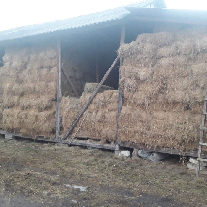 Baloți lucernă a treia coasa