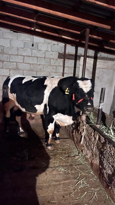 Тез арада бұқа сатылады