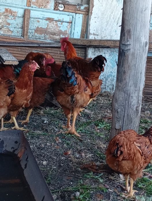 Продам молодых петушков