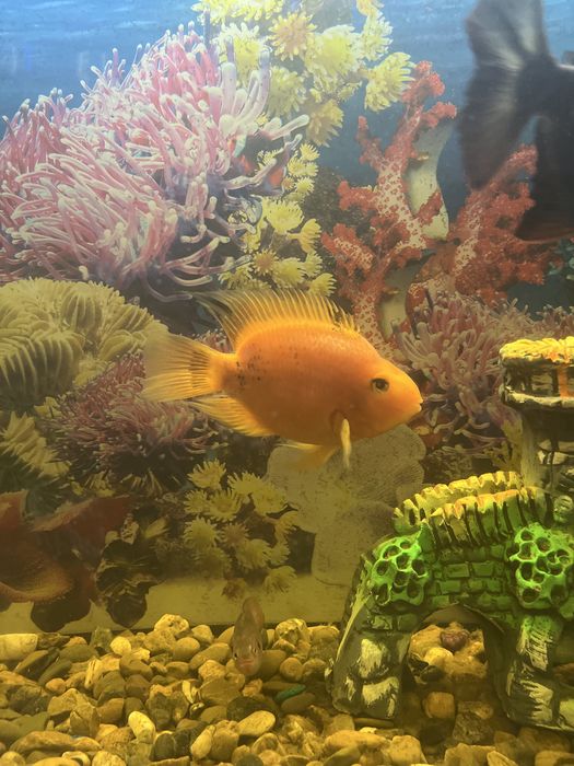 Akvarium baliqlari sotiladi