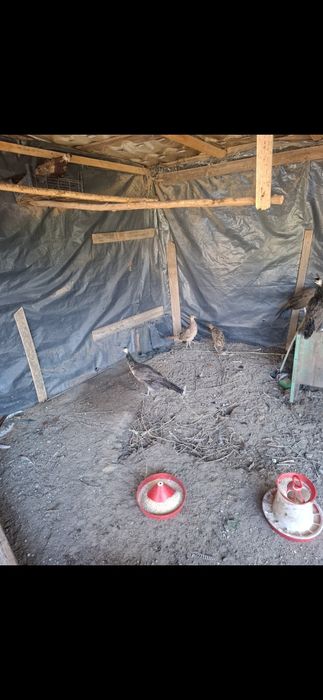 Pauni si fazani de vinzare