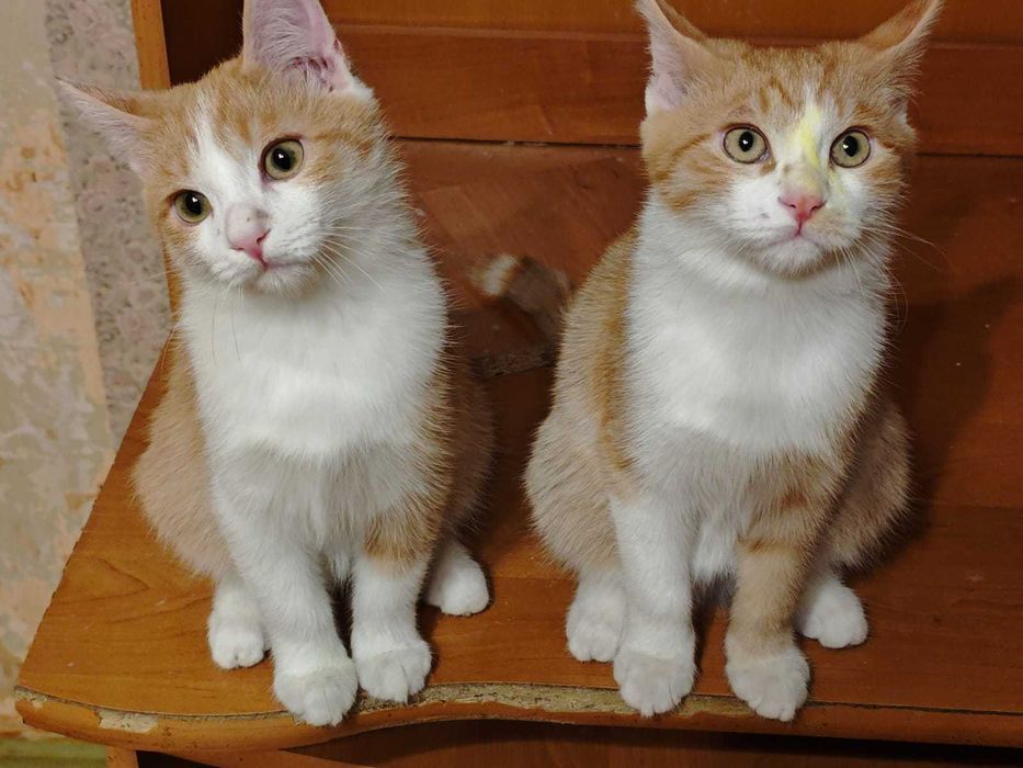 Котята бесплатно