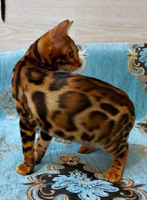 " Шикарные Вengal -парды"