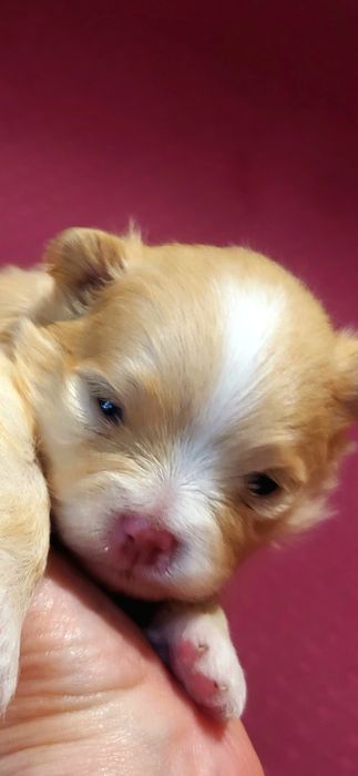 Щенки немецкого шпица