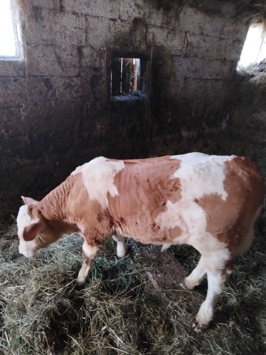 Vând vițel tauras