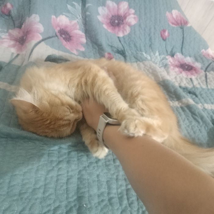 Кошка Сибирская 3 года