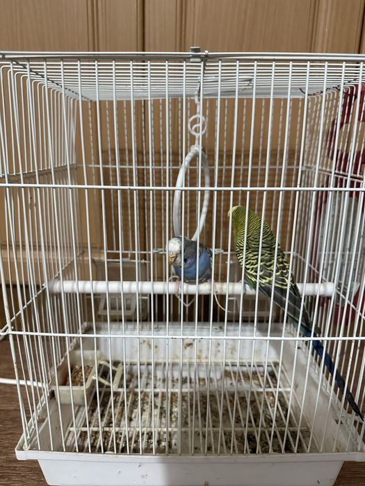 Попугай, попугай, попугай волнистые