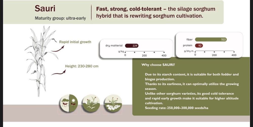 Samanta sorg de siloz/samanta sorg de sudan