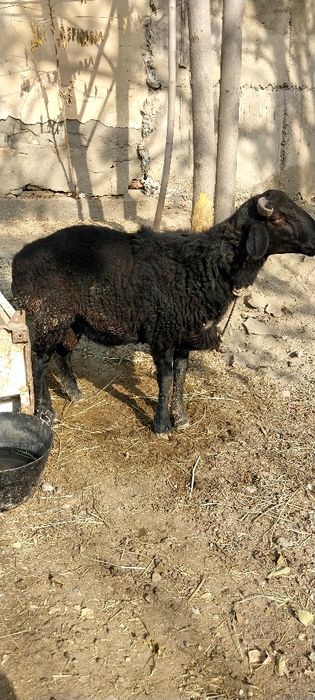 Semiz ulovlari sotuvda