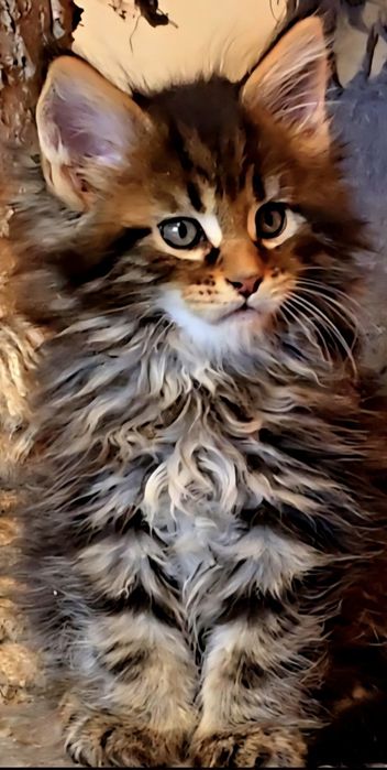 Уникални котенца мейн  куун