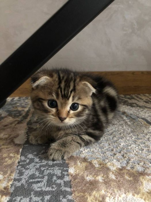 продается дом. животное котеныши