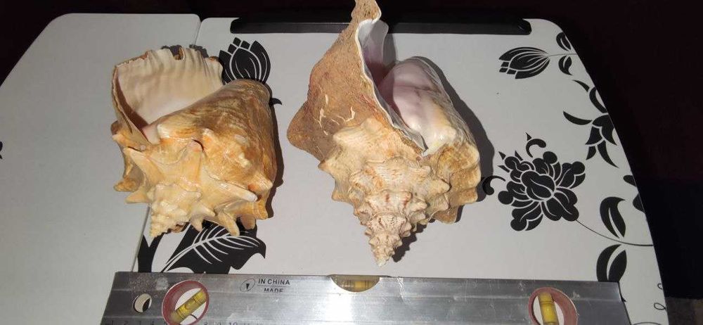 Ракушки Большие очень красивые отличное украшение аквариума или декора