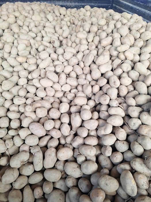 Vând cartofi de sămânță