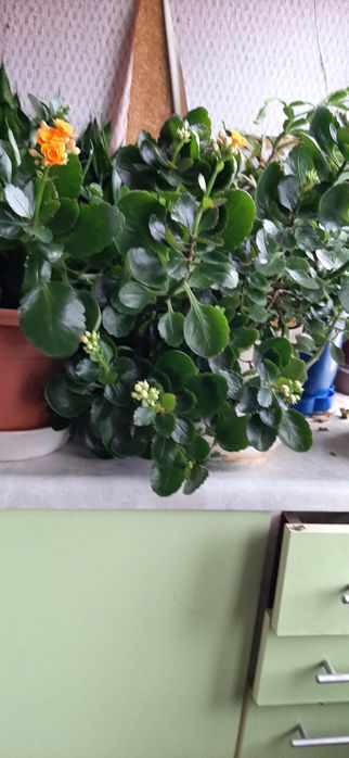 Продаются комнатные цветы