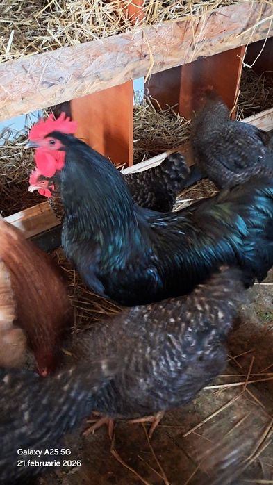 Cocosi  australop  tineri