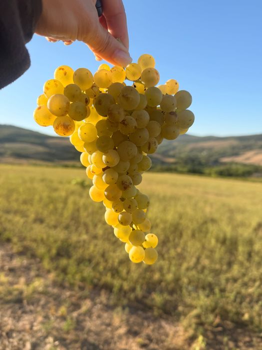 Vând struguri nobili Tamaioasa Romanesca