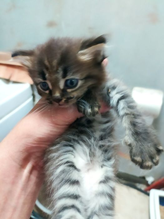 Котята "Тукседо*