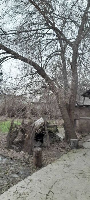 Продам деревья на дрова. Многолетние, стволы толстые.