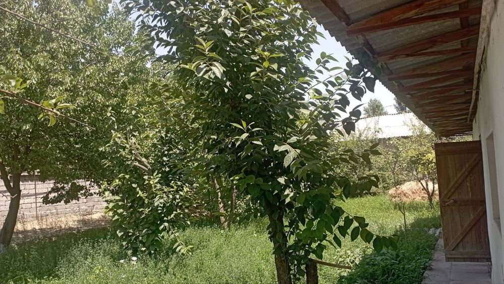 Xovli sotiladi arzon narxda