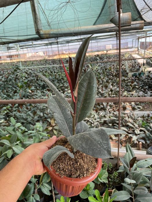 Продаётся Фикусы. Fikus sotiladi