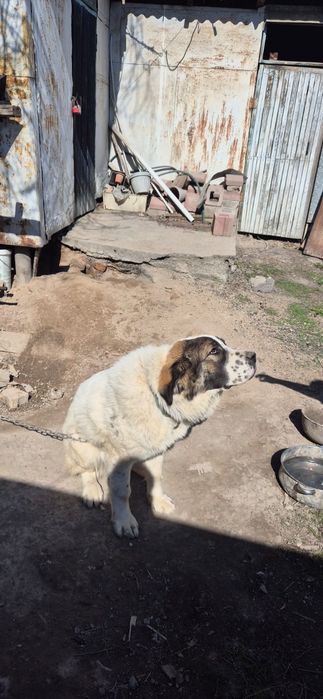 Собака  Алабай чистокровная