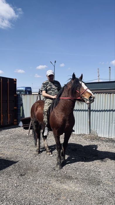 4жасар русский тяж айгыр