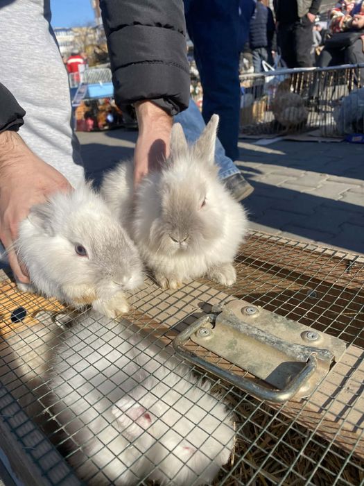 Iepurasi cap de leu de vanzare