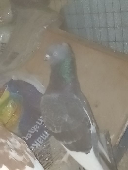 kabutar sotiladi etita hakka bor iktasi dvuhchubi bechtasi chubati