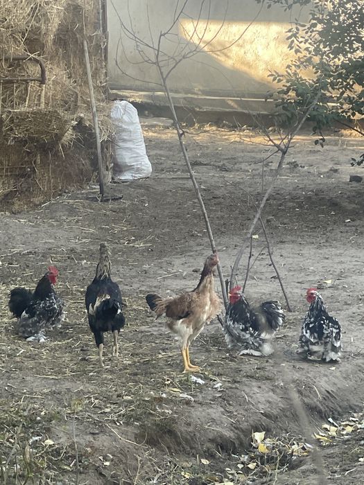 Карлик кохинхин декоративные