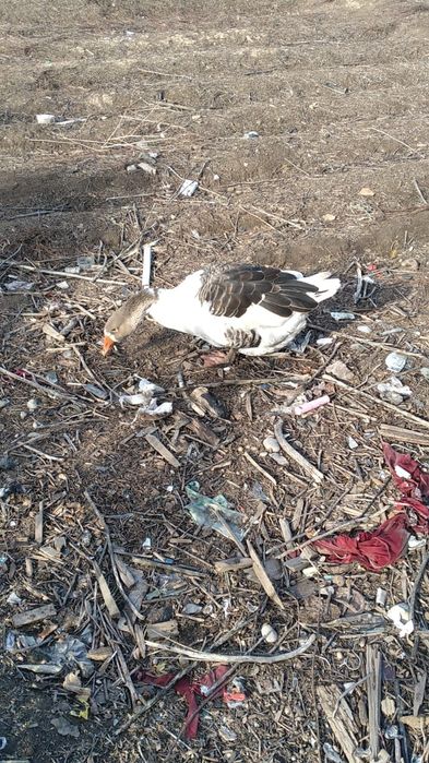 Продам гусыню 12000