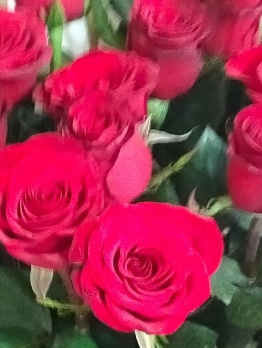 Гүлдер барлық турі