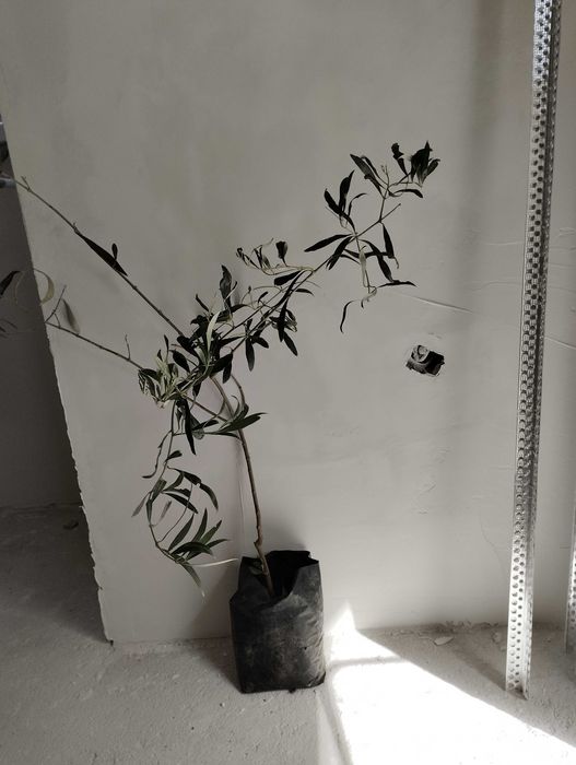 Студоустойчиви гръцки маслини